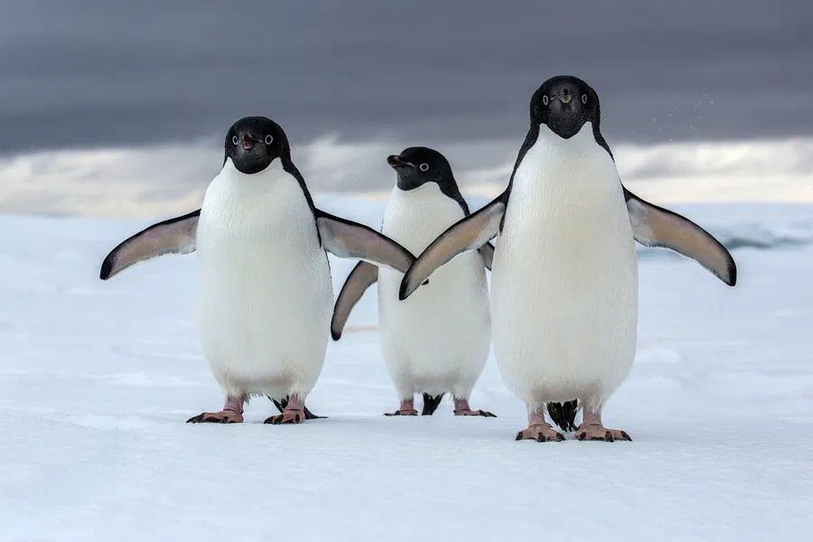 Penguins